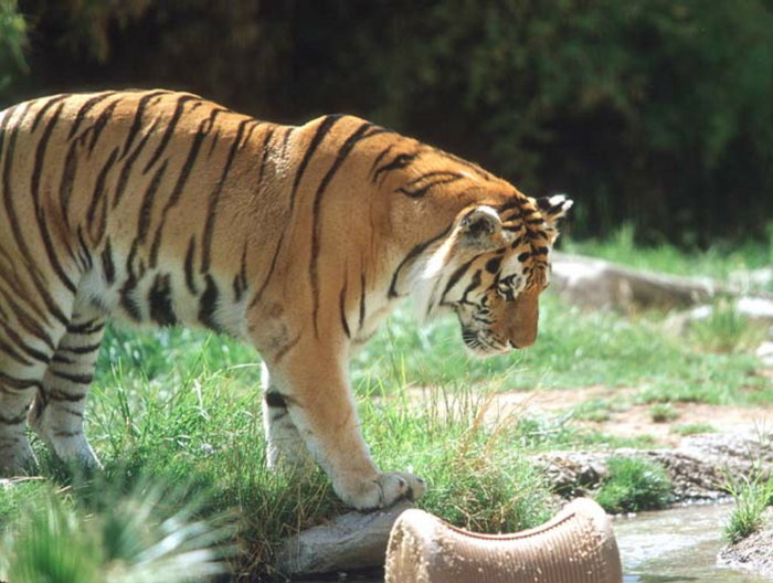 Animals_11.jpg (700x528, 86Kb)