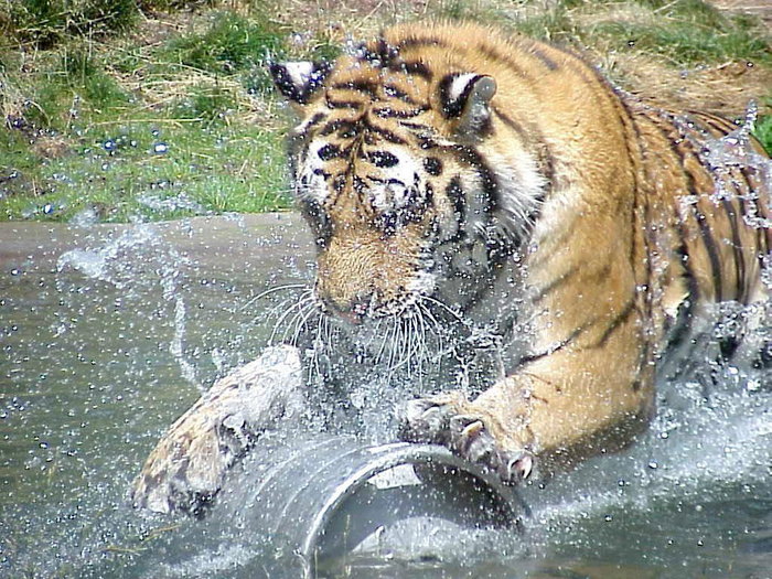 Animals_12.jpg (700x525, 158Kb)