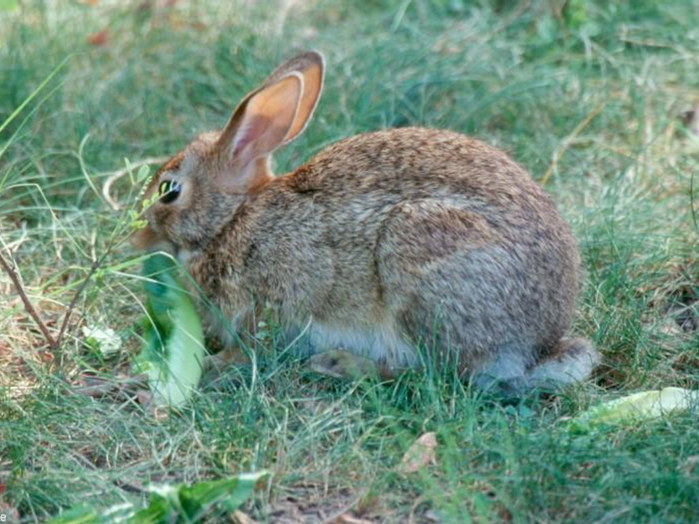 Animals_18.jpg (699x524, 108Kb)
