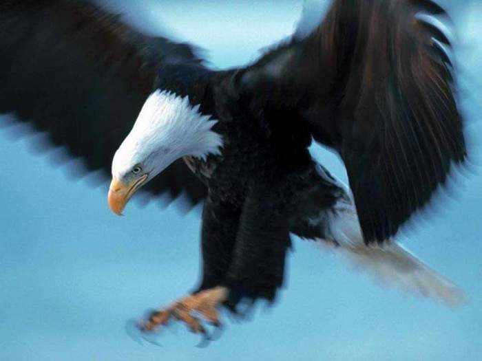 49.JPG (700x525, 24Kb)