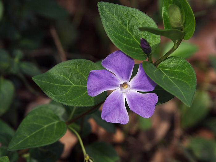 Vinca.jpg (700x525, 105Kb)