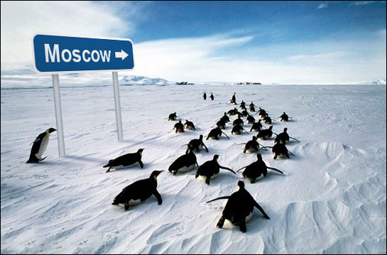 5134242_penguins.jpg (545x359, 48Kb)