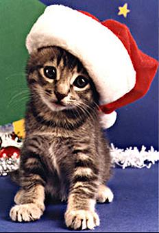 4468376_2.jpg (232x340, 17Kb)