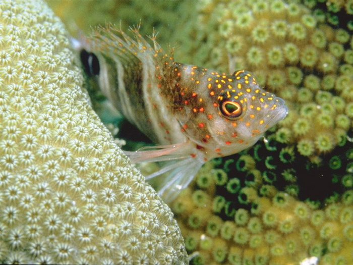 Underwater_01.jpg (700x525, 103Kb)