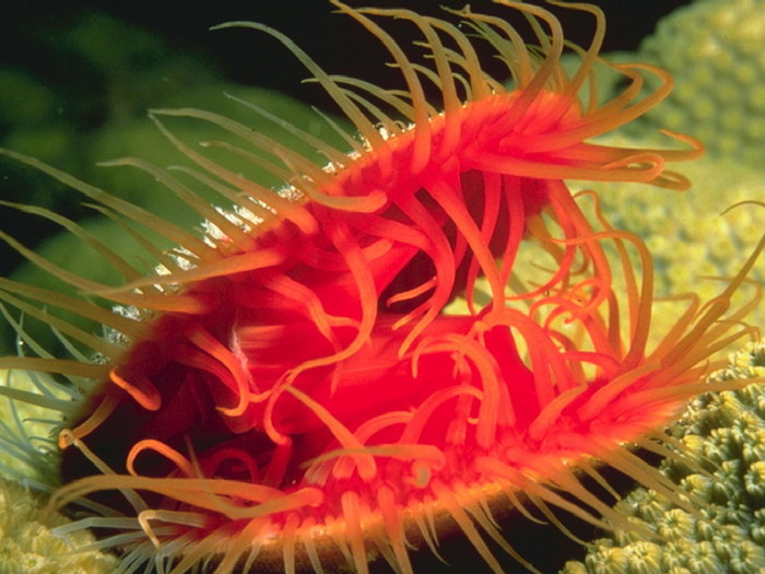 Underwater_06.jpg (700x525, 94Kb)