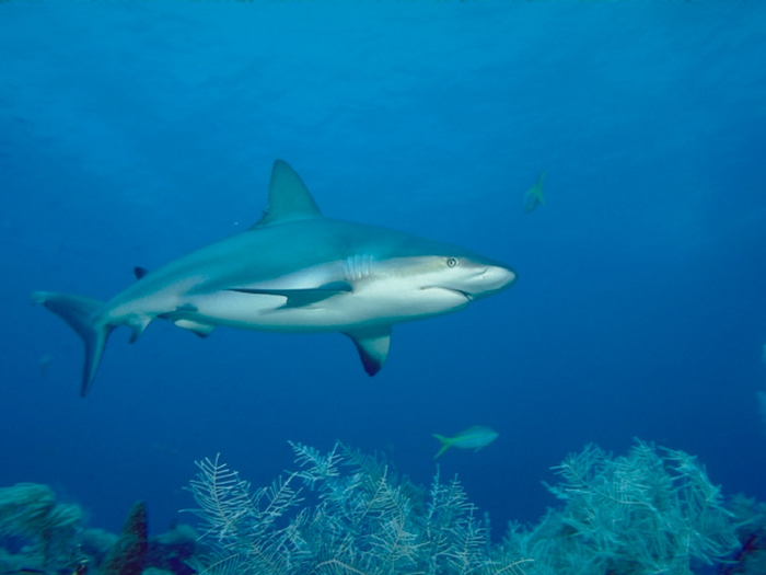 Underwater_02.jpg (700x525, 124Kb)