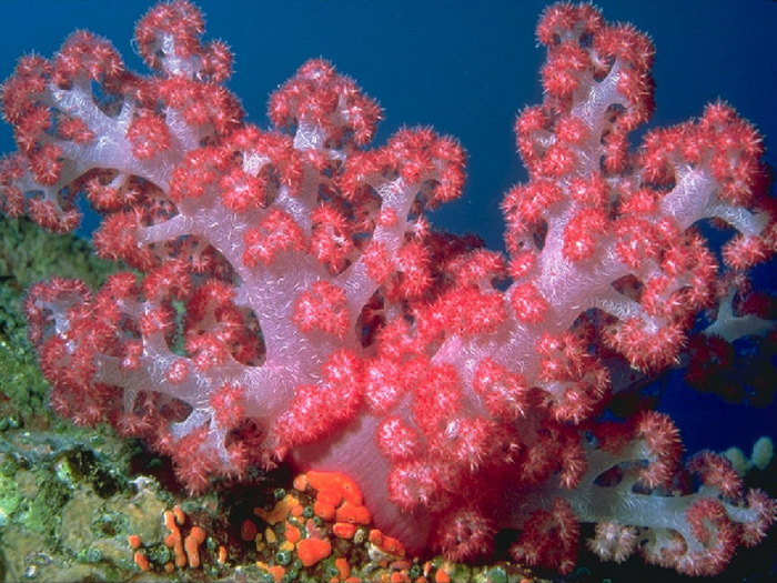 Underwater_09.jpg (700x525, 117Kb)