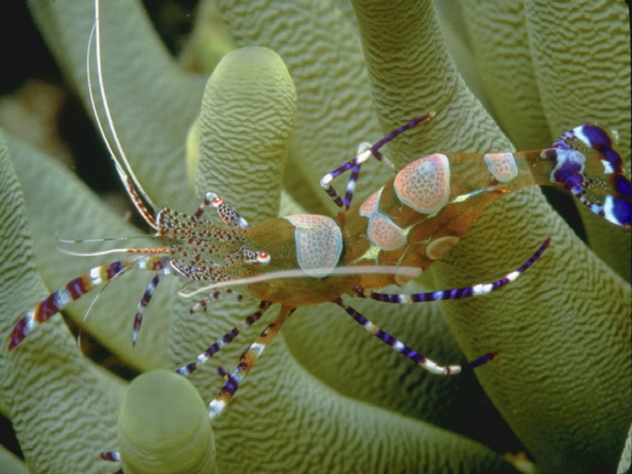 Underwater_07.jpg (700x525, 110Kb)
