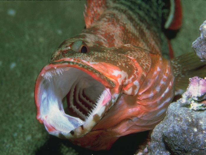 Underwater_11.jpg (700x525, 100Kb)