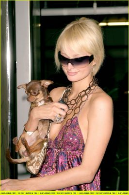3275878_normal_paris_hilton_halloween07[1].jpg (266x400, 24Kb)