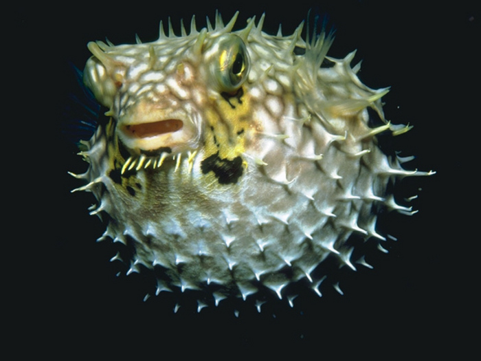 Underwater_05.jpg (700x525, 127Kb)