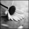 _4180.jpg (100x100, 8Kb)