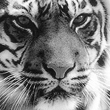 tig3883832.jpg (110x110, 27Kb)