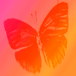 43t34tdfdsxxx.gif (110x110, 36Kb)