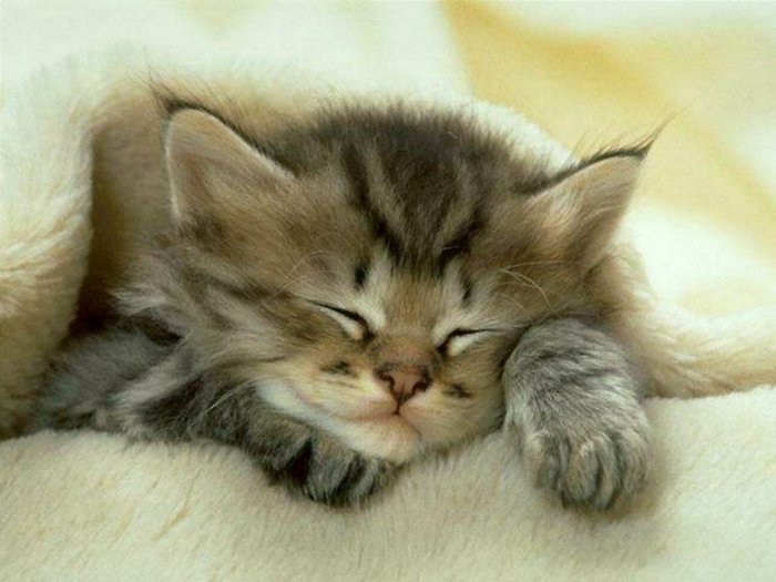 584777_chats_025.jpg (700x525, 57Kb)