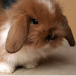 860843_672514.gif (150x150, 31Kb)