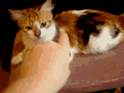 JS1qjddsnv.gif (180x135, 202Kb)