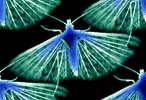 motilek77.jpg (146x100, 24Kb)
