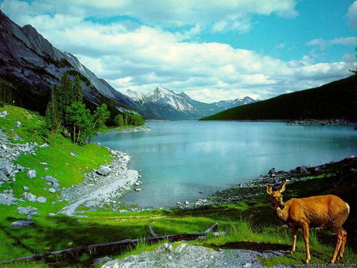 Nature_01.jpg (700x525, 75Kb)