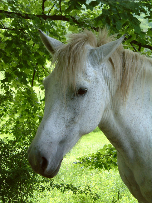 white-horse2.jpg (487x650, 142Kb)