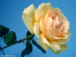 105-150.jpg (150x113, 6Kb)