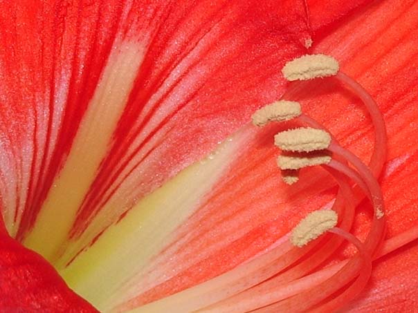 Hyppeastrum.jpg (604x453, 60Kb)