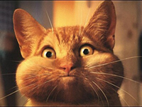 catandb.jpg (200x150, 42Kb)