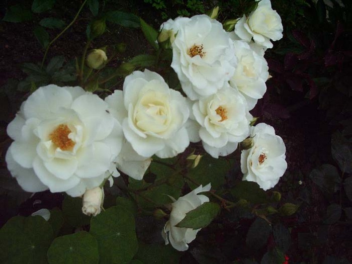 White_roses.jpg (700x525, 90Kb)