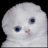 kot3jjdeti.jpg (100x100, 3Kb)