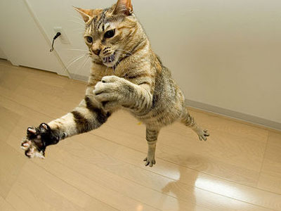 flying_cat.jpg (400x300, 22Kb)
