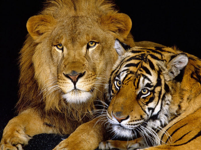 tiger-and-lion.jpeg (700x525, 123Kb)