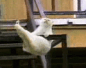 www_bibka_ru_2006011115731.gif (124x99, 109Kb)