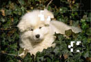 puzzle2_small2.jpg (133x91, 5Kb)