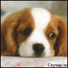 dog7.jpg (100x100, 10Kb)
