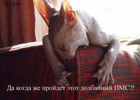 hhhhghg.JPG (450x320, 90Kb)