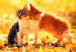 _kitten_065.jpg (108x74, 3Kb)