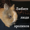 _Lyubite-lyudi-krolikov_.gif (100x100, 34Kb)