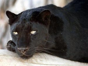 300px-BlackPanther.jpg (300x225, 14Kb)