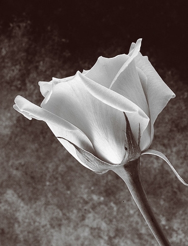 954389+95456.JPG (383x499, 109Kb)