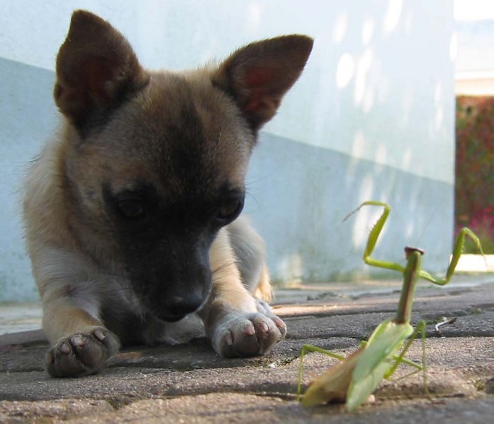 puppy.jpg (700x601, 101Kb)