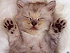 animals_337e.jpg (100x75, 16Kb)