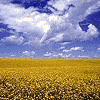 realme4ok.gif (100x100, 33Kb)