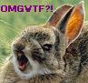 th_omgwtfrabbit.jpg (97x91, 3Kb)