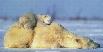 sleepybears.jpg (358x180, 6Kb)