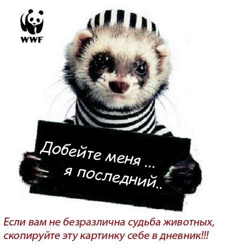 5496284_87.jpg (460x500, 43Kb)