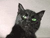 .gif (100x75, 32Kb)