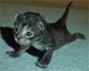  (1).gif (100x80, 24Kb)