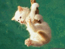 .gif (128x97, 79Kb)