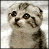  (3).gif (100x100, 36Kb)
