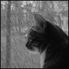 .gif (100x100, 20Kb)
